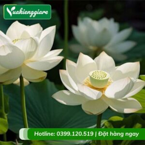 cây hoa sen việt màu trắng