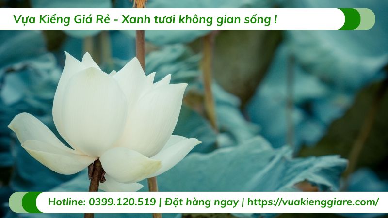 cây hoa sen việt màu trắng