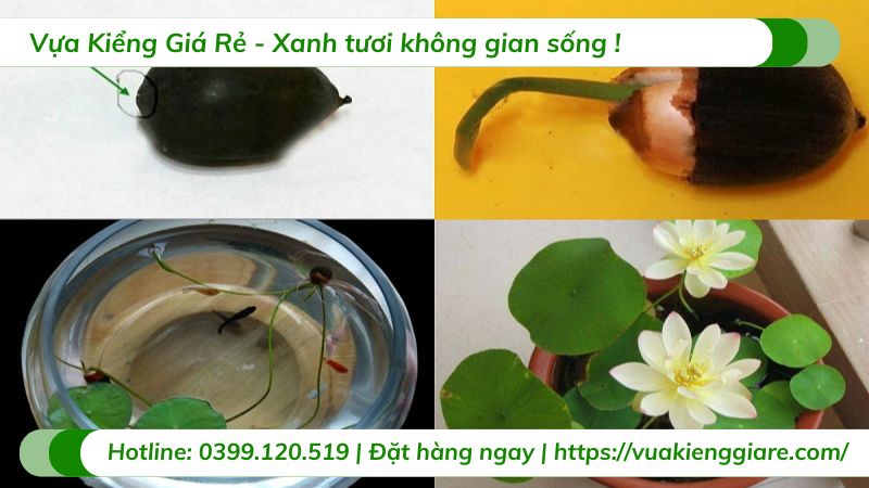 cây hoa sen việt màu trắng