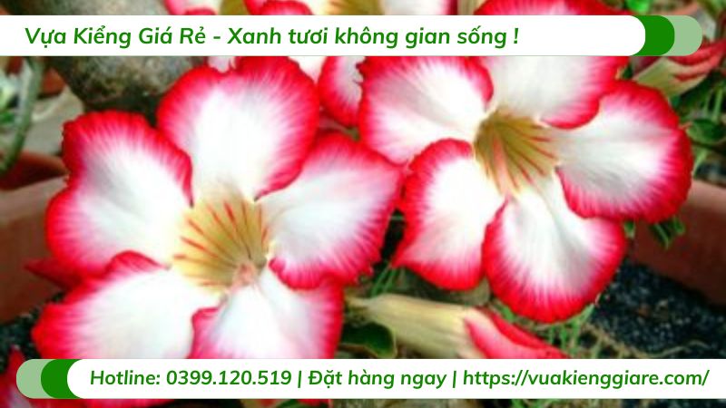 cây hoa sứ thái nhiều màu