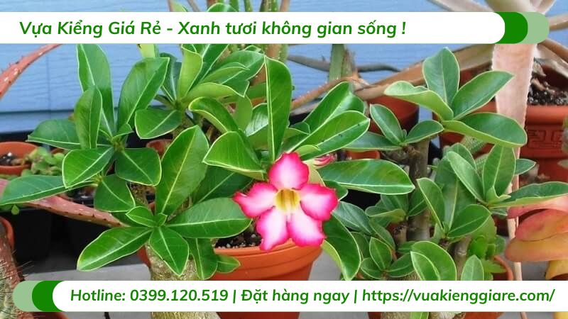 cây hoa sứ thái nhiều màu