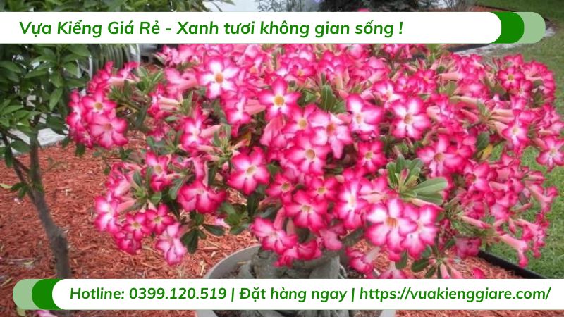 cây hoa sứ thái nhiều màu