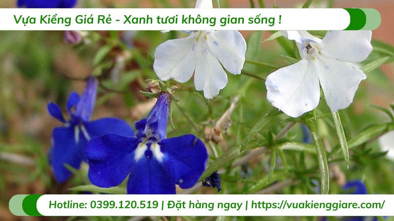 Cây hoa thúy điệp chậu treo