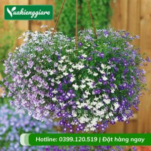 Cây hoa thúy điệp chậu treo