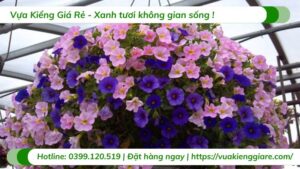 Cây hoa thúy điệp chậu treo