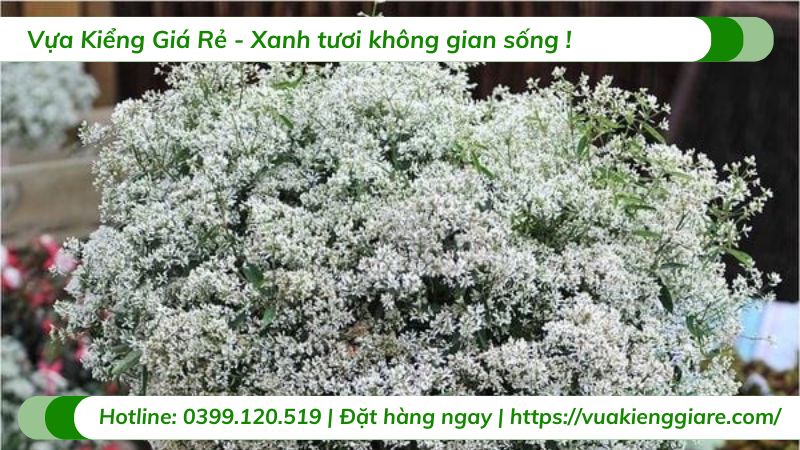 Cây hoa tuyết cầu chậu treo