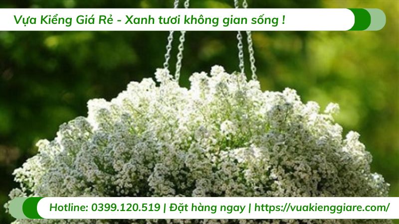 Cây hoa tuyết cầu chậu treo
