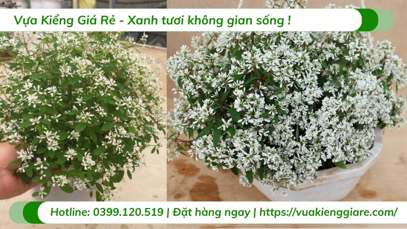 Cây hoa tuyết cầu chậu treo