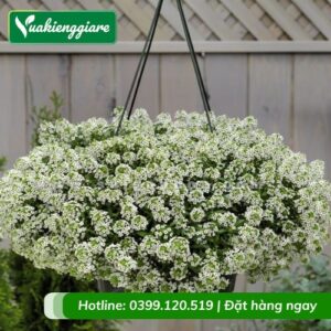 Cây hoa tuyết cầu chậu treo