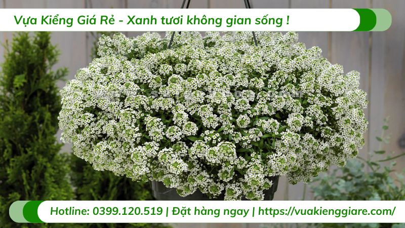 Cây hoa tuyết cầu chậu treo