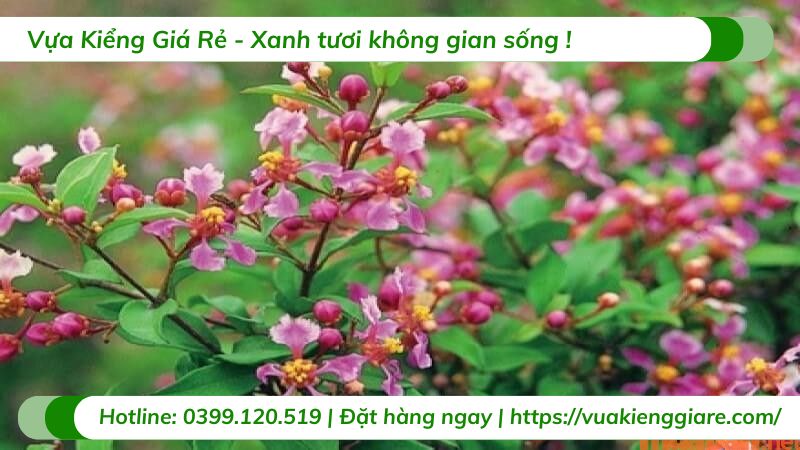 cây hồng ngọc mai