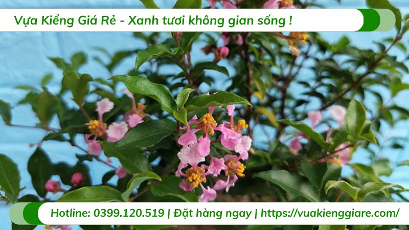 cây hồng ngọc mai