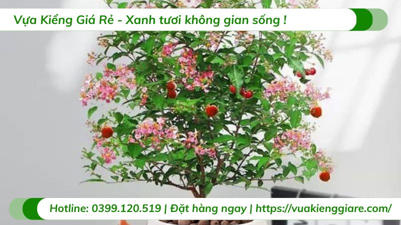 cây hồng ngọc mai