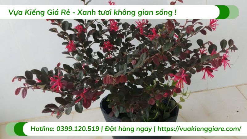 cây hồng phụng