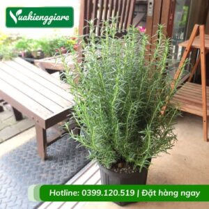 cây hương thảo