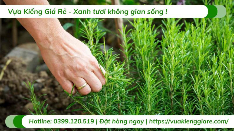 công dụng cây hương thảo