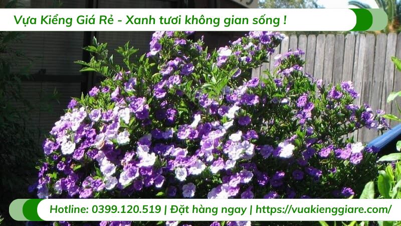 cây lài nhật hai màu