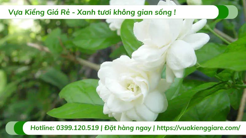 cây lài ta (hoa nhài cánh kép)