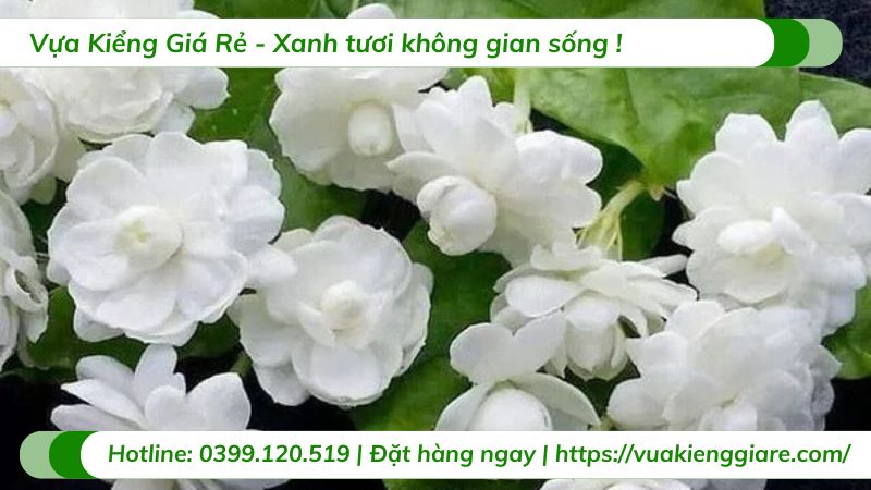 cây lài ta (hoa nhài cánh kép)