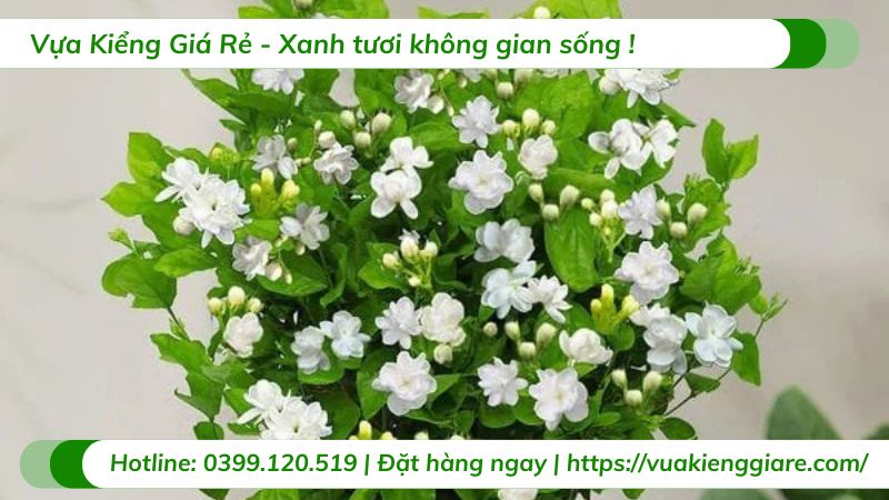 cây lài ta (hoa nhài cánh kép)