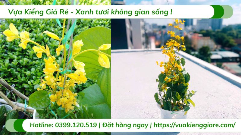Cây lan hoàng dương chậu treo