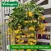 Cây lan hoàng dương chậu treo