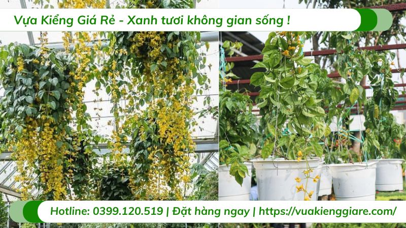 Cây lan hoàng dương chậu treo