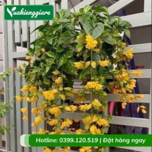 Cây lan hoàng dương chậu treo