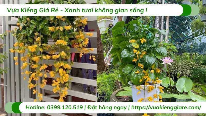 Cây lan hoàng dương chậu treo
