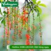 cây lộc vừng hoa đỏ