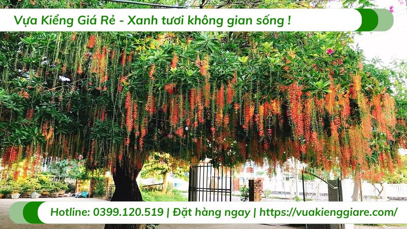 cây lộc vừng hoa đỏ