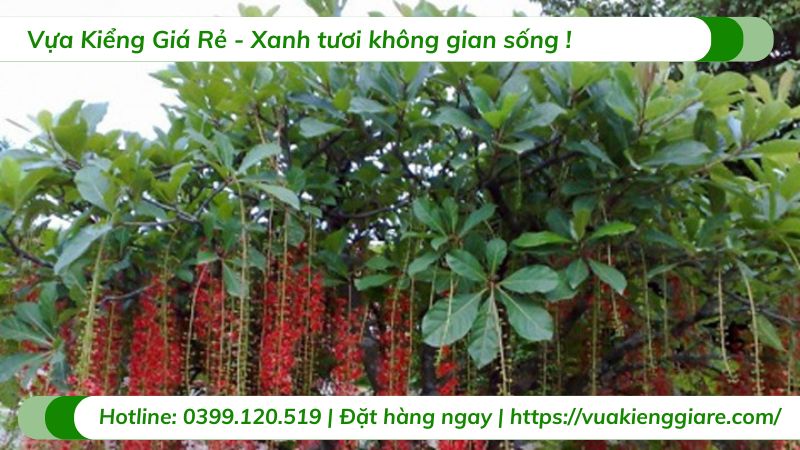 cây lộc vừng hoa đỏ