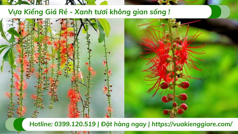 cây lộc vừng hoa đỏ