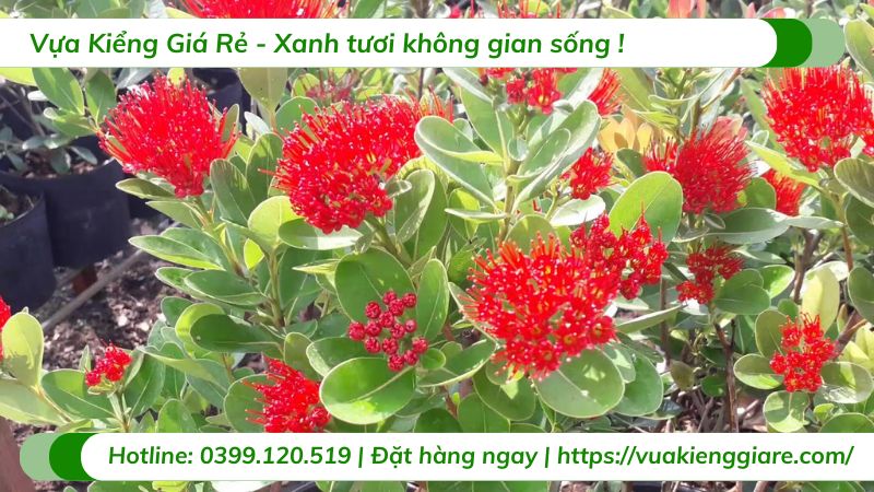 cây mai thái đỏ