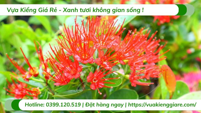 cây mai thái đỏ