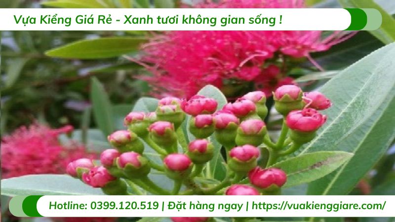 cây mai thái hồng