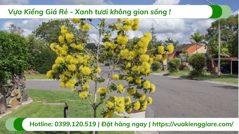 Cây mai thái vàng