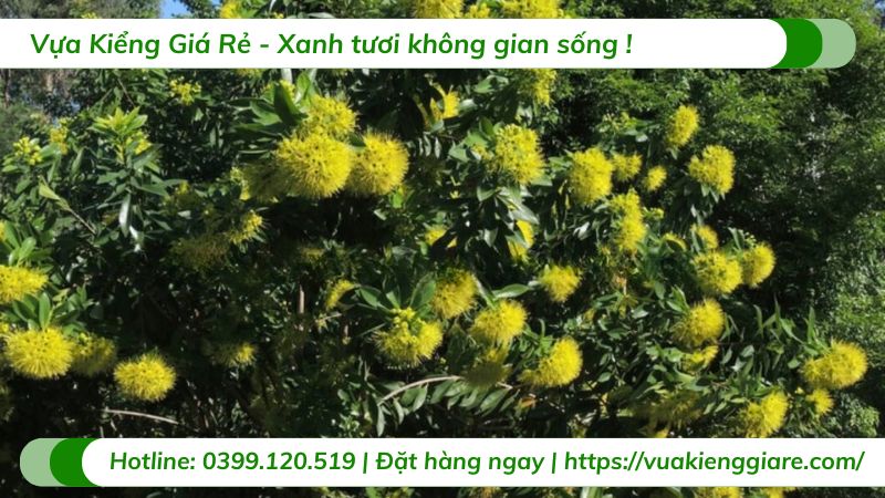 Cây mai thái vàng