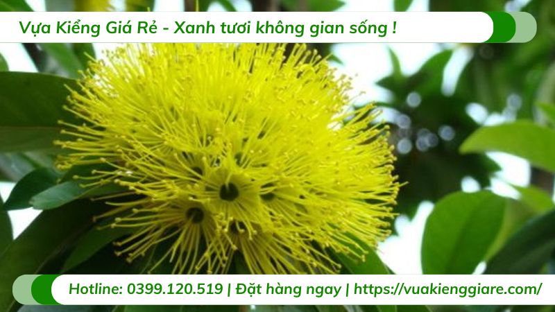 Cây mai thái vàng