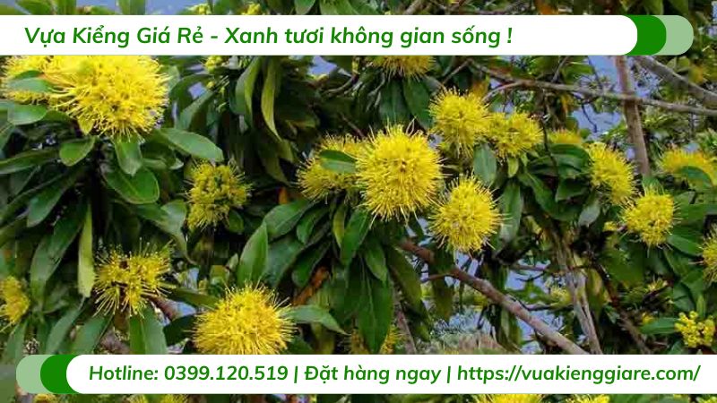 Cây mai thái vàng