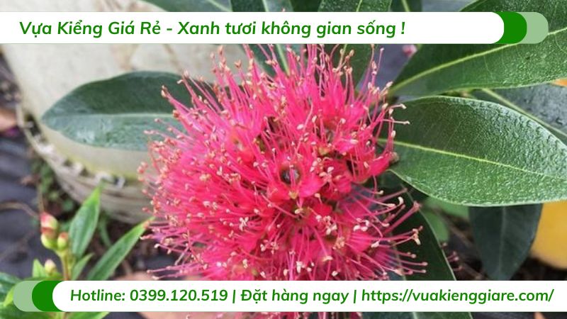cây mai thái hồng