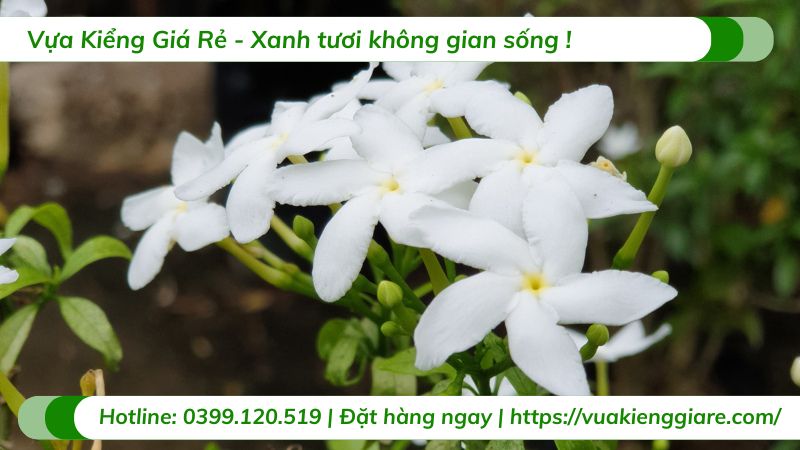 cây mai vạn phúc (mai tiểu thơ)