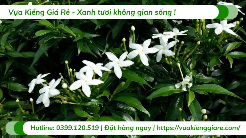 cây mai vạn phúc (mai tiểu thơ)