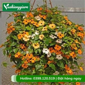 Cây mắt huyền chậu treo