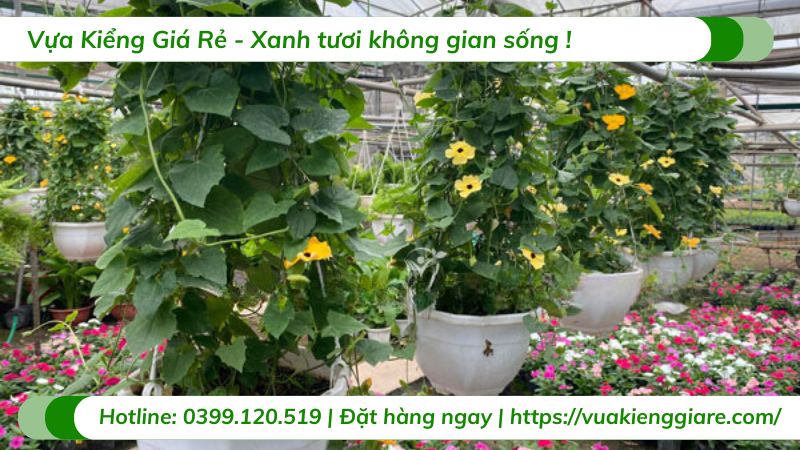 Cây mắt huyền chậu treo