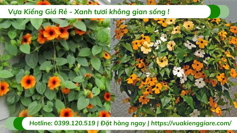 Cây mắt huyền chậu treo