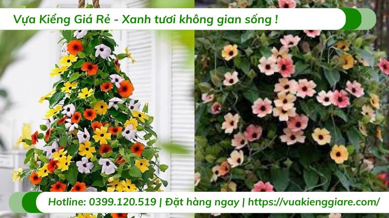 Cây mắt huyền chậu treo