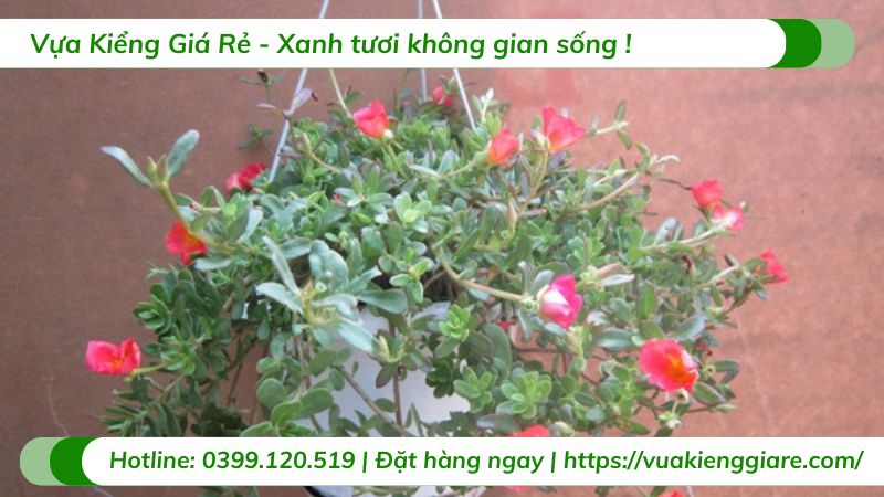 Cây mười giờ sam chậu treo