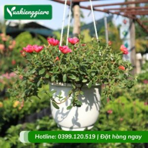 Cây mười giờ sam chậu treo