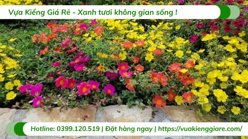 Cây mười giờ sam chậu treo